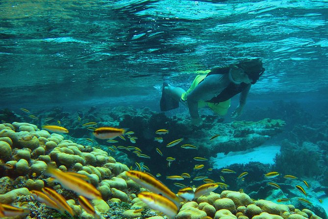 Adventure Antigua - Eli's Original Eco Tour - Great Bird Island: snorkel, birdwatch, and a real lunch stop