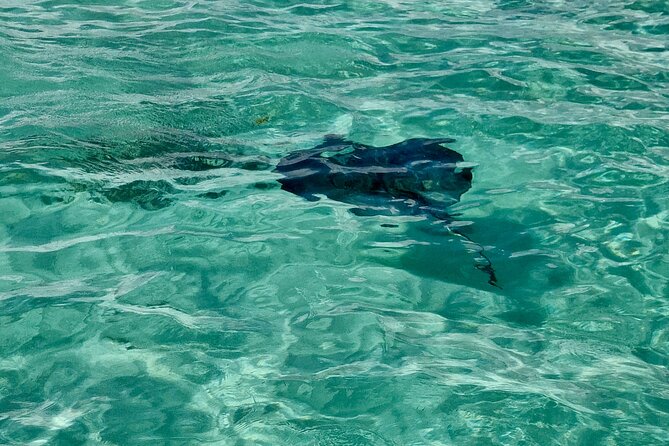 ANTIGUA FROM TOP TO BOTTOM: Stingray City, Beach, lunch & more... - Van comfort, small group size, and timing that actually works