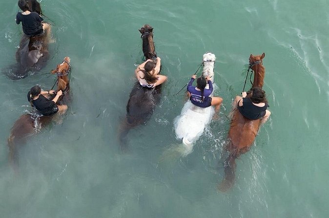 Antigua Horse Ride and Swim - Sea swimming with your horse: what it feels like and how it is managed