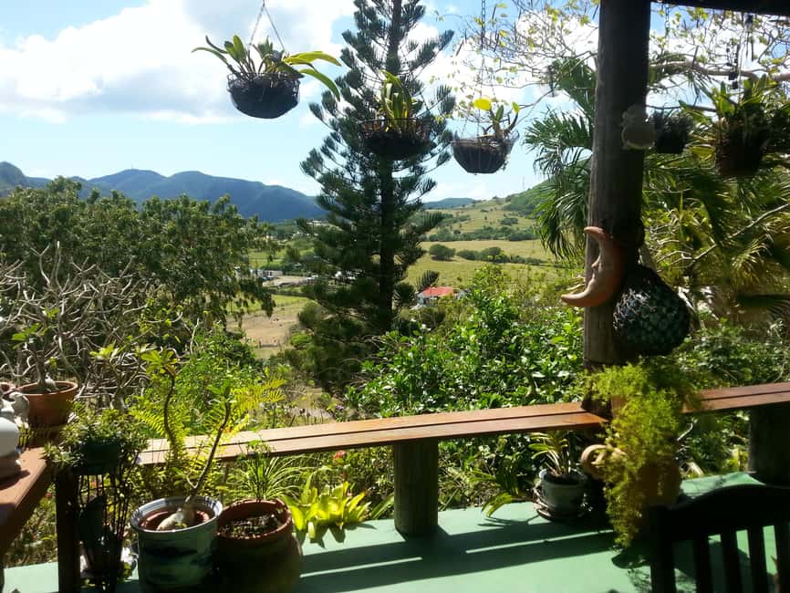 Antiguan experience home tour with local guide with lunch - Pineapple farm walk-through, with stages of growth you can actually see