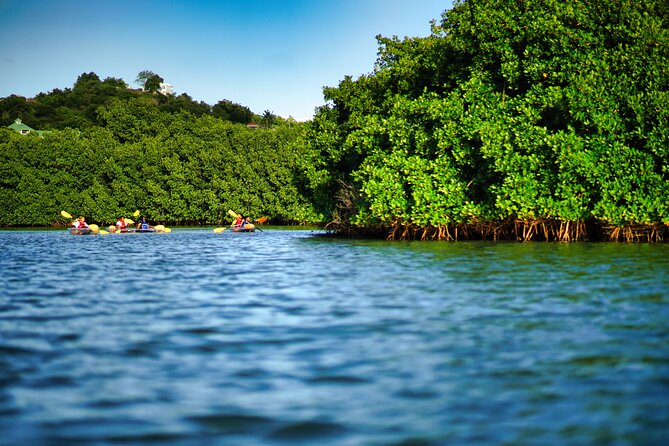 Clear Kayak Tour in Mangrove Antigua - Key Points to Know Before You Go