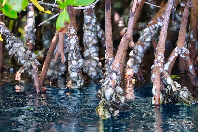Clear Kayak Tour in Mangrove Antigua - Brittany and Her Team: How the Nature Talk Changes the Ride