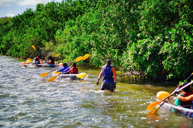 Clear Kayak Tour in Mangrove Antigua - Price and Value in Antigua: What $90 Buys You