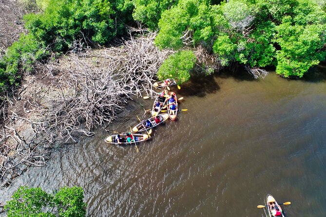 Clear Kayak Tour in Mangrove Antigua - Who This Clear Kayak Tour Fits Best (And Who Might Want More)