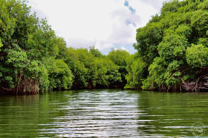 Clear Kayak Tour in Mangrove Antigua - Weather and Rescheduling: A Simple Plan B