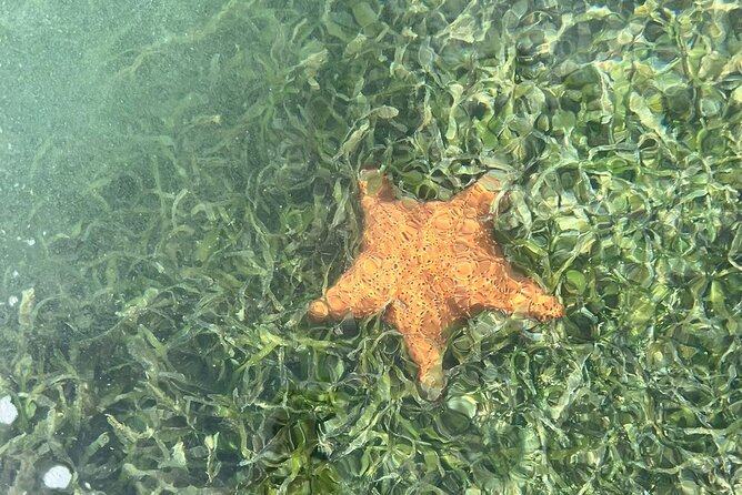 Crystal Kayak & Snorkel Eco Tour (with transfer) - Eco-Friendly Small Boat Energy You Can Feel