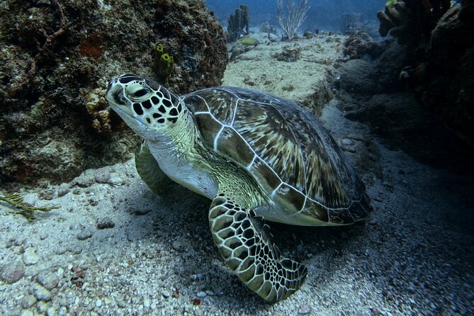 DiveCarib - An Eco-Friendly Certified Diver Trip in Antigua - Key Highlights You’ll Actually Care About