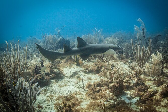 DiveCarib - An Eco-Friendly Certified Diver Trip in Antigua - Scenic Boat Ride Time Is Part of the Experience