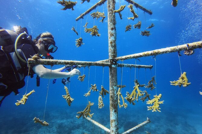DiveCarib - An Eco-Friendly Certified Diver Trip in Antigua - In the Water: What the Guide Focuses On (and the Marine Rules)