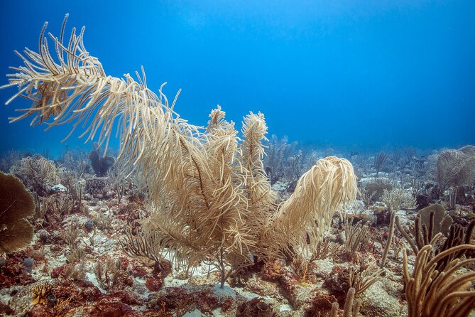 DiveCarib - An Eco-Friendly Certified Diver Trip in Antigua - Underwater Timing and Air Specs, Explained Simply
