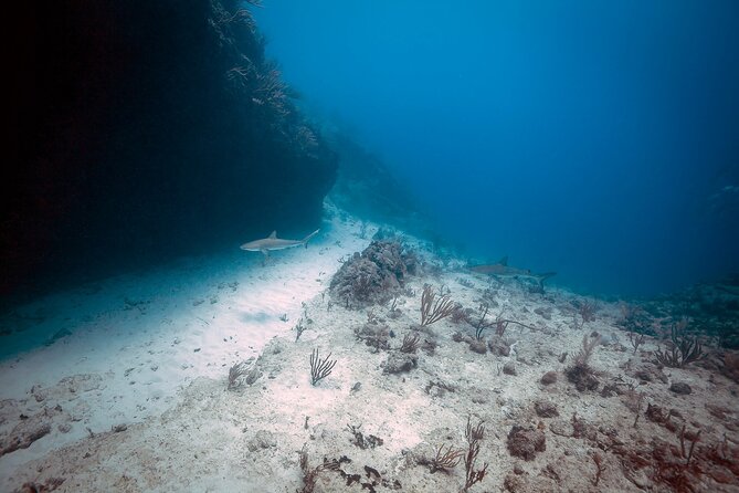 DiveCarib - An Eco-Friendly Certified Diver Trip in Antigua - When Conditions Change: Alternate Locations Like Black Point