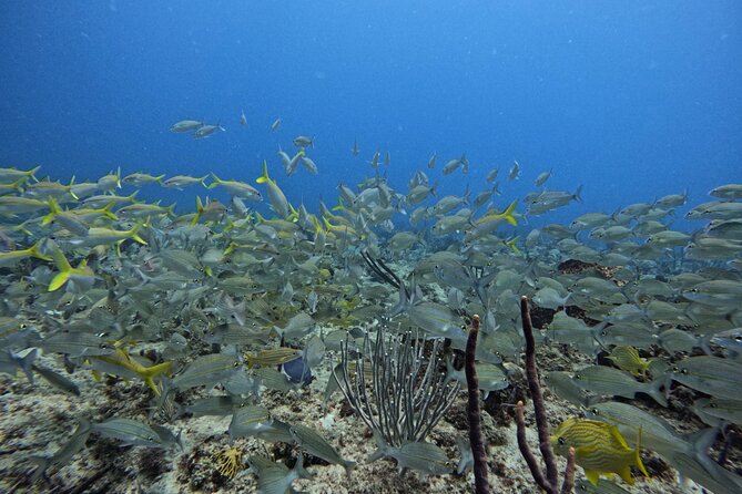 DiveCarib - An Eco-Friendly Certified Diver Trip in Antigua - Who This Trip Fits Best (and Who Should Refresh First)