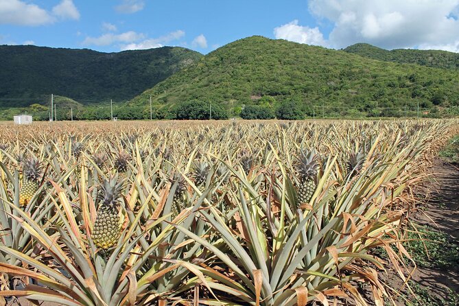 Half-Day Tour: A Taste of Paradise and History of Antigua - Stop 4: Nelson’s Dockyard and the dockside history finale