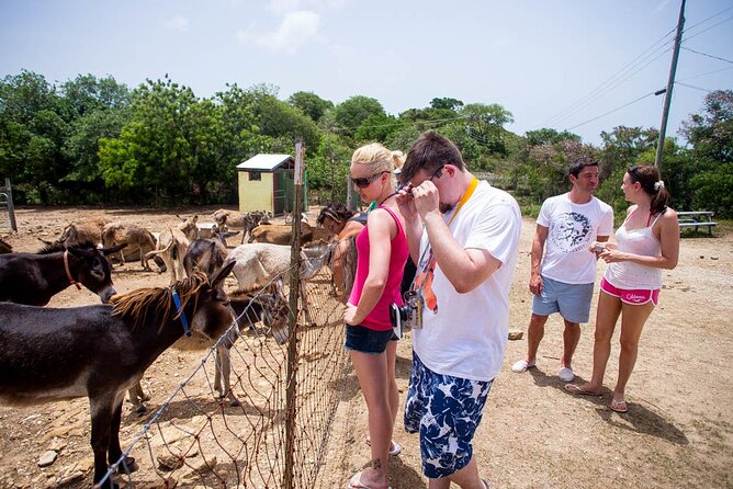 Island Safari Discovery - Getting Picked Up in Freeport and Meeting at Stingray City