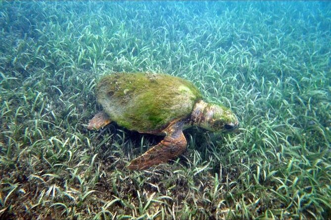 Private Snorkeling and Sightseeing Tour of Antigua - Galleon Beach Shore Snorkeling: Turtles, Shipwrecks, and Calm Water