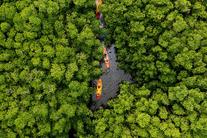 SoCoHo Eco Half Day - Mangrove Kayak & Reef Snorkeling - Key highlights to know before you go