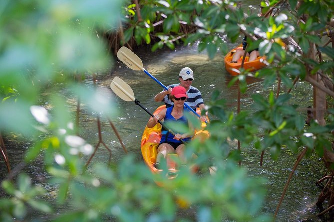 SoCoHo Eco Half Day - Mangrove Kayak & Reef Snorkeling - Logistics That Can Make or Break the Experience