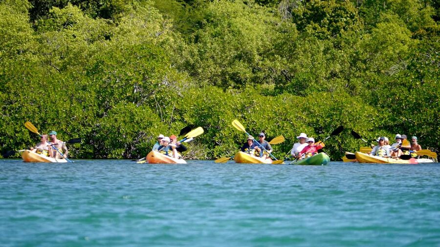 St. John's, Antigua Kayak, Snorkeling, & Beach Bird Island - Snorkeling Off Great Bird Island: Clear Water and Blue Tang