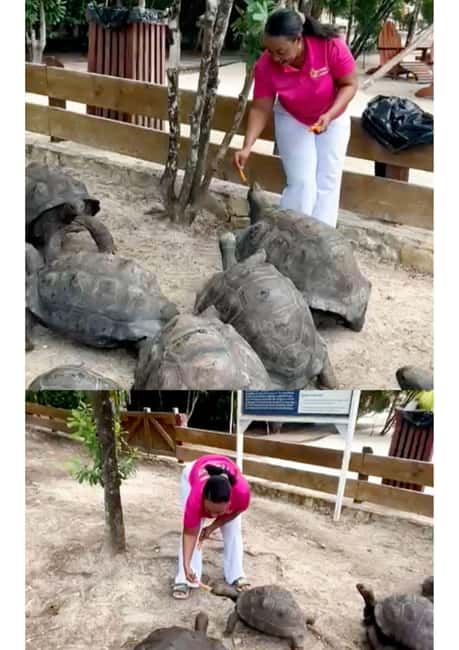 St. John's; Combo Laviscount Island & Swimming with Stingray - Laviscount Island and giant Aldabra tortoises, feeding the old giants