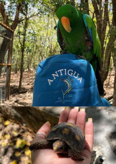 St. John's; Combo Laviscount Island & Swimming with Stingray - Price and value: is $245 per person fair?