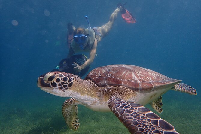 Turtle Beach Power Snorkeling Adventure - Key things to know before you book