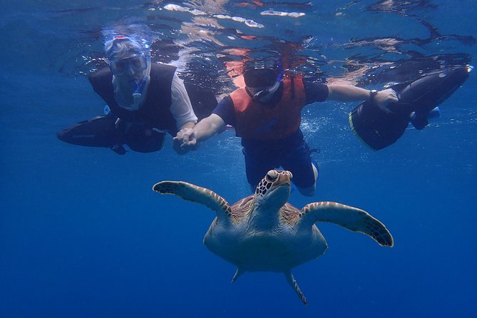 Turtle Beach Power Snorkeling Adventure - Turtle odds: afternoon sessions, shipwreck always