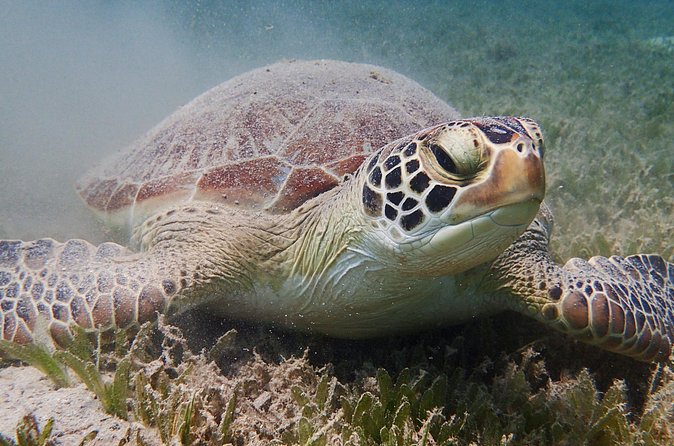 Turtle Beach Power Snorkeling Adventure - What you get for the money: photos, water, and the souvenir value
