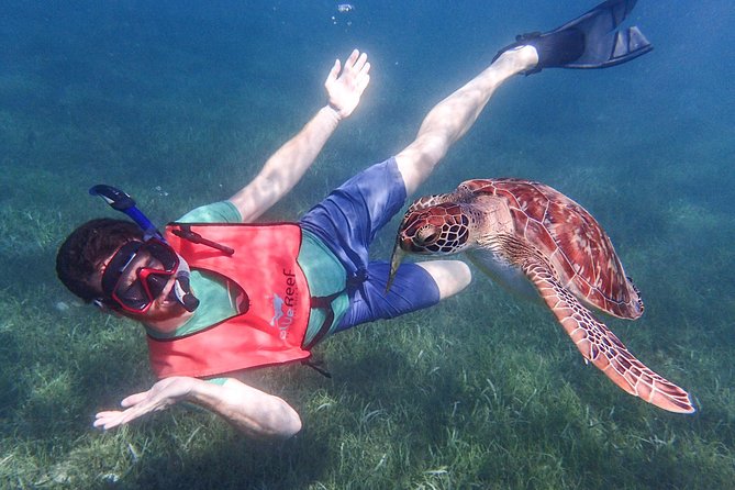 Under the Sea snorkeling(Stingray/Kayak/ Power Snorkel available) - Key things to know before you go