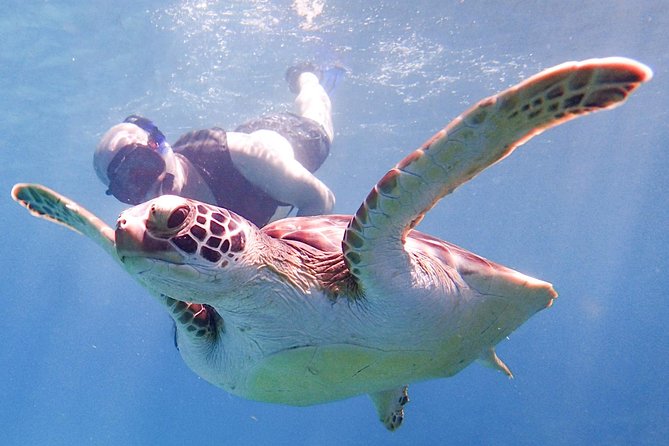 Under the Sea snorkeling(Stingray/Kayak/ Power Snorkel available) - Stingray, Kayak, Power Snorkel, and the Cades Bay Reef base plan