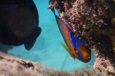 Under the Sea snorkeling(Stingray/Kayak/ Power Snorkel available)