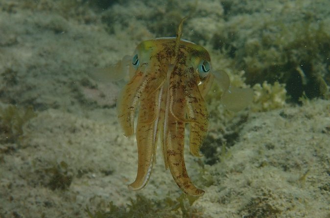 Under the Sea snorkeling(Stingray/Kayak/ Power Snorkel available) - Great Bird Island and Green Island add-ons: when customizing is worth it