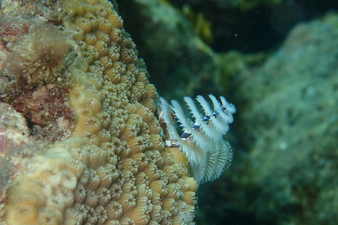 Under the Sea snorkeling(Stingray/Kayak/ Power Snorkel available) - Comfort and included drinks: value that feels real in Antigua heat