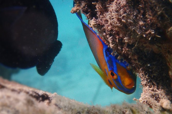 Under the Sea snorkeling(Stingray/Kayak/ Power Snorkel available) - Cades Bay Reef snorkeling: the sea life you actually came for